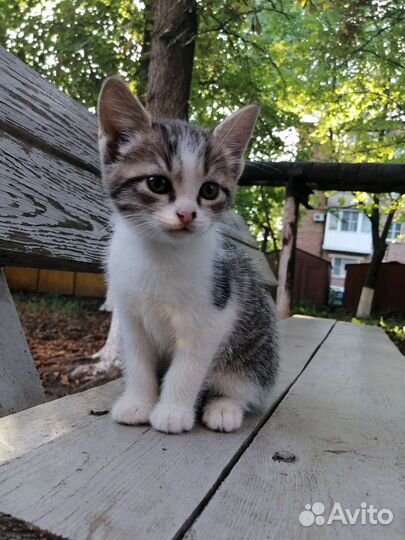 Котенок - Девочка