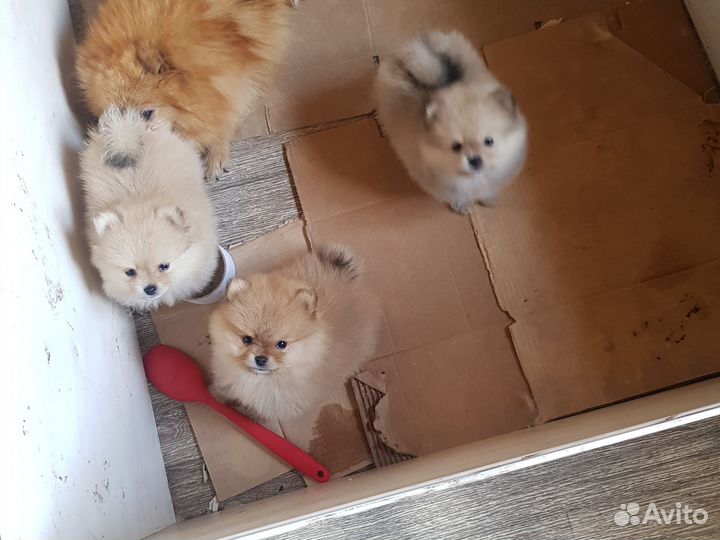 Мини микро шпицы