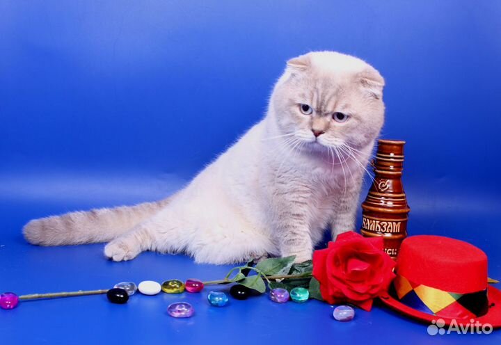 На вязку Скоттиш-фолд коты разных окрасов