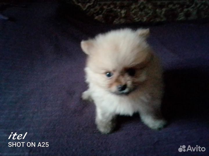 Щенки шпица