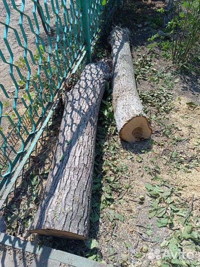 Ствол ореха