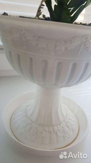 Цветок декабрист