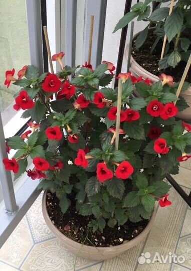 Ризомы ахименесов