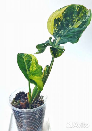 Сингониум Яичница Scrambled eggs