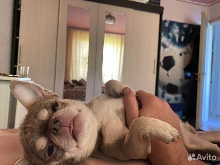 Чихуахуа кобель на вязку