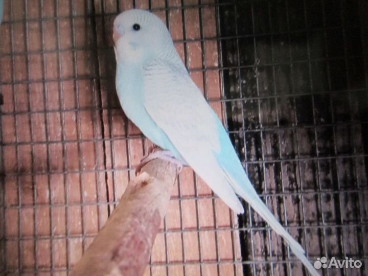 Волнистые попугаи