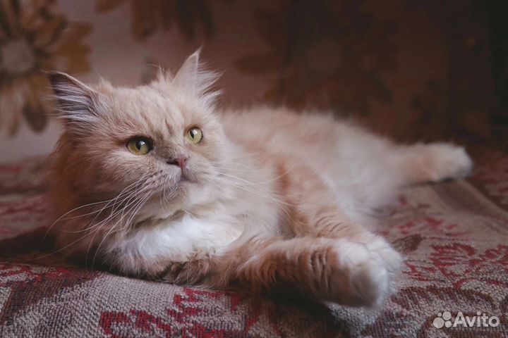 Персидская кошка