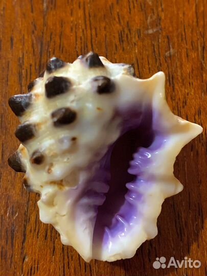 Морские ракушки раковины