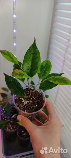 Фикус Бенджамина сорт Регидан