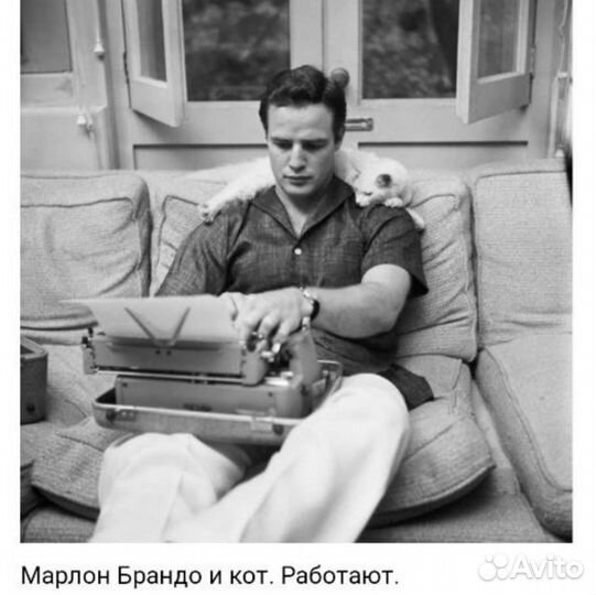 Котята для удаленщиков и фриланс