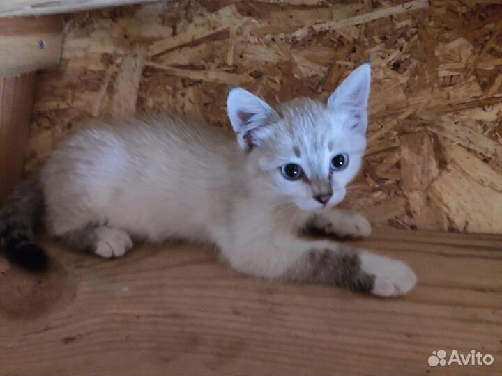 Котята бесплатно