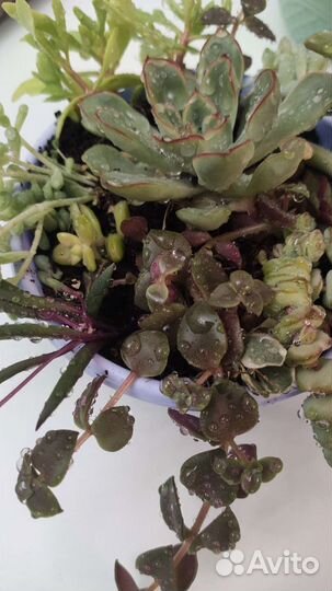 Композиция мини-сад из суккулентов