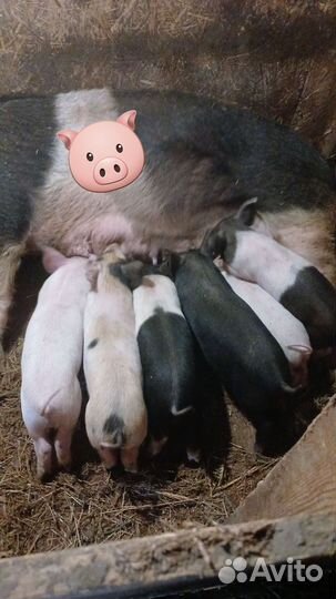 Услуги хряка