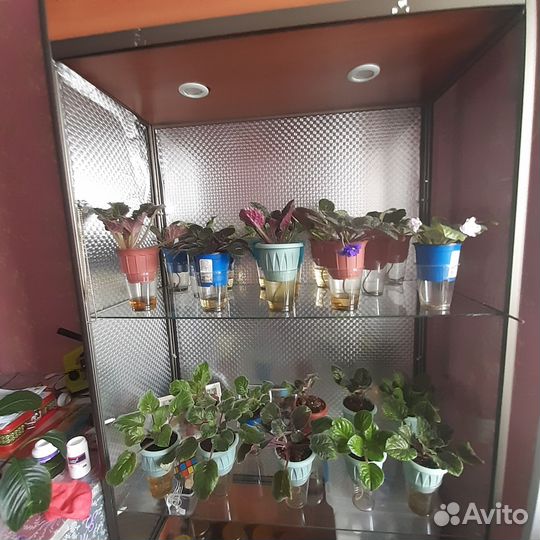 Абитулон