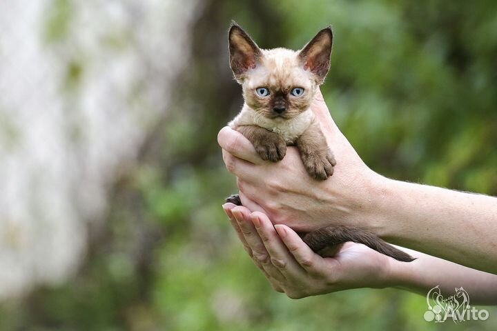 Девон-рекс котята