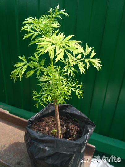 Бузина черная