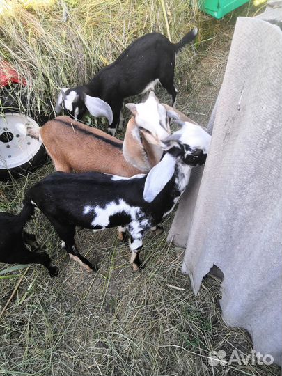 Нубийские козлята на племя от 4 до 5 мес