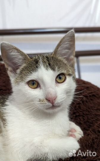 Спасенная малышка из автосервиса нуждается в доме