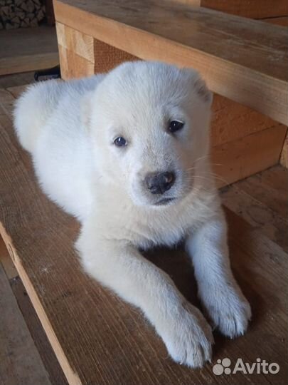 Щенки Туркмены