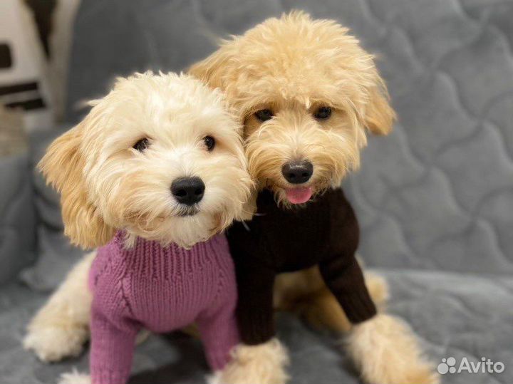 Свитера и одежда для собак разных пород