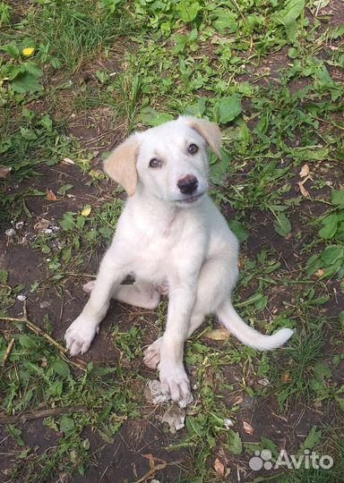 Щеночки - кобельки в добрые руки