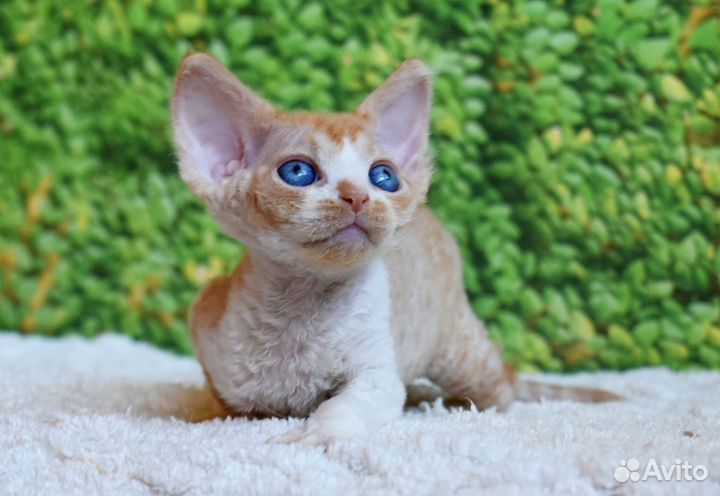Девон-рекс мальчик