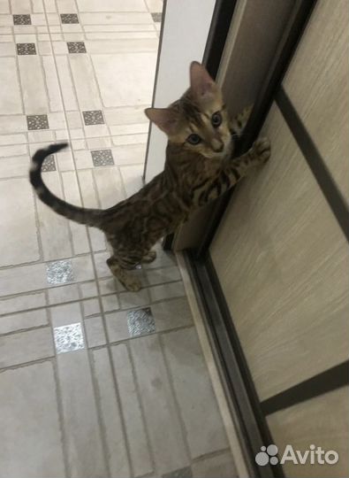 Передержка и социализация животных