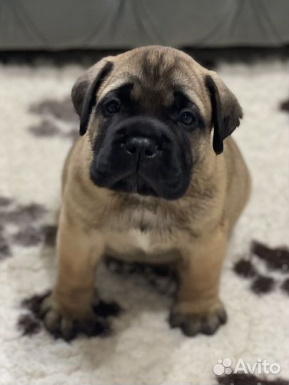 Бульмастиф