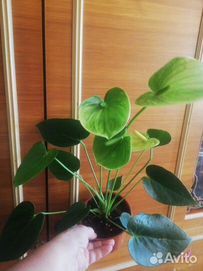 Цветущие сортовые антуриумы