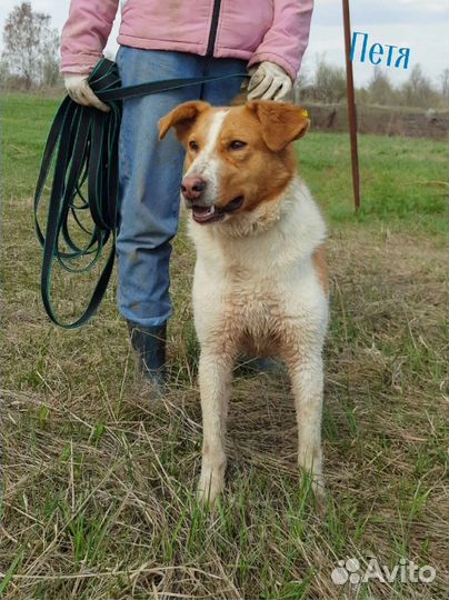 Рыжие собаки ждут в приюте