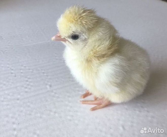 Цыплята