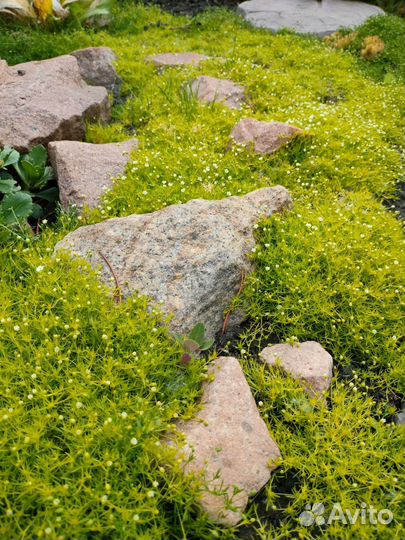 Многолетники для сада