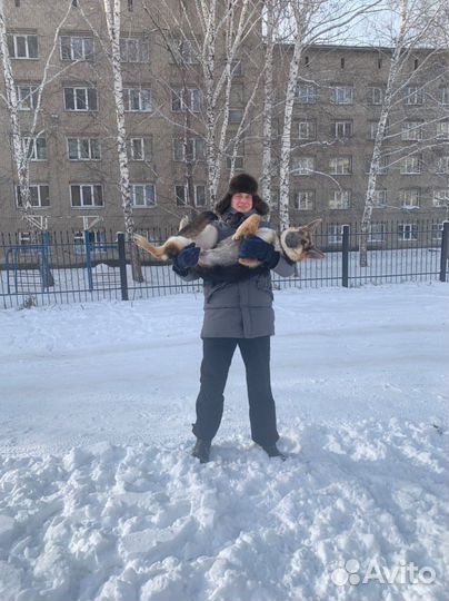 Дрессировка собак, кинолог