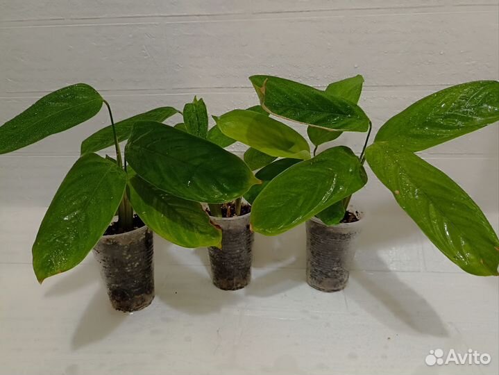 Комнатные цветы