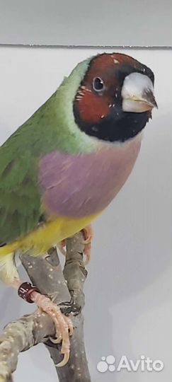 Амадины гульда