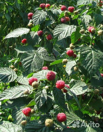 Саженцы малины ремонтантной лучшие сорта