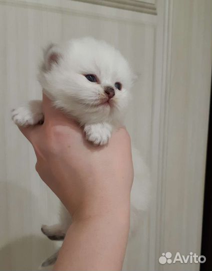 Британские котята
