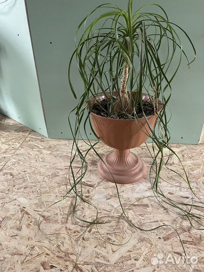 Бокарнея нолина