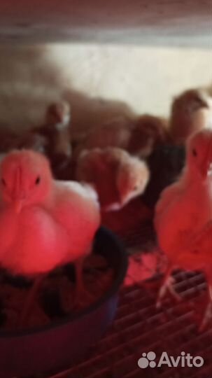 Цыплята несушки подрощенные