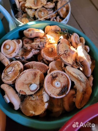 Грибы рыжики свежие