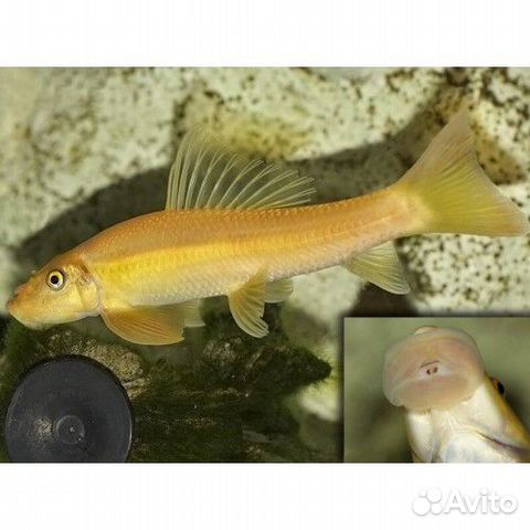 Гиринохейлус золотой