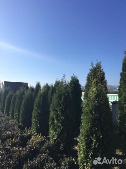 Туя Колумна