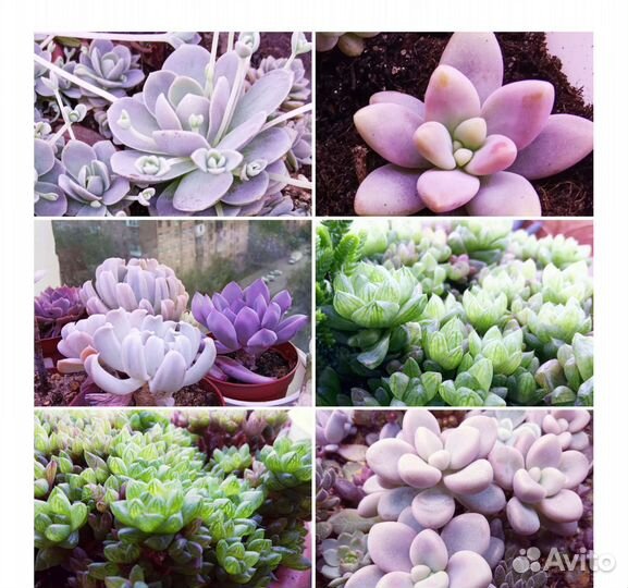 Суккуленты детки в наборе редкие виды