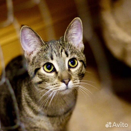 Капитошка, 8 месяцев