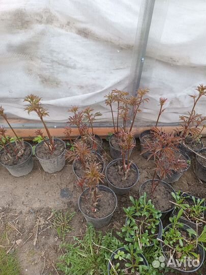 Продам пионы