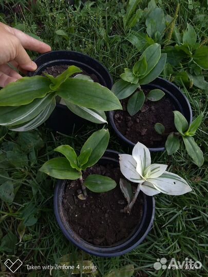 Традесканция