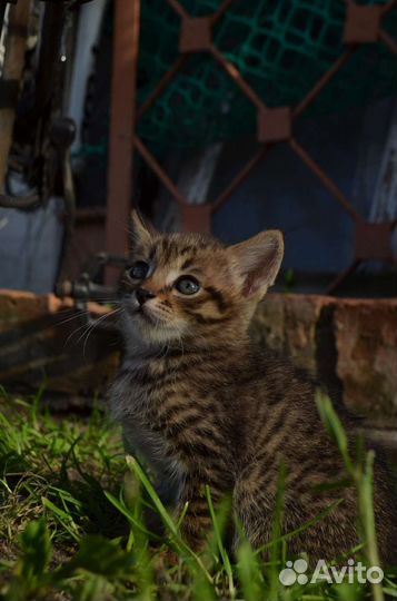 Котята в добрые руки мальчики