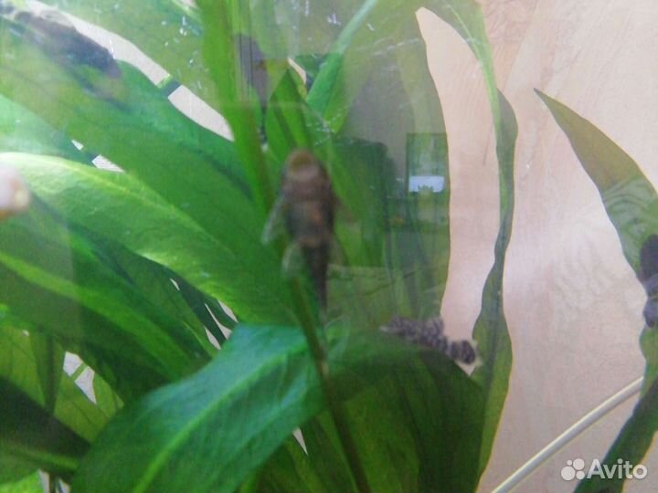 Анциструсы