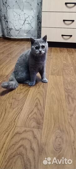 Шотландская