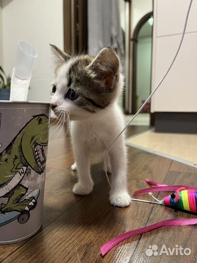 Котенок-девочка 1,5 месяца